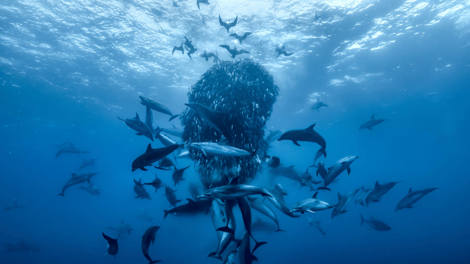 Ocean with David Attenborough is pure mastery in sustainability comms