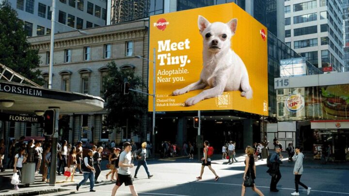 Busy street scene with eye-catching billboard showcasing premium dog food brand for pet owners. Billboard reads "Meet Tiny. Adoptable. Near you."